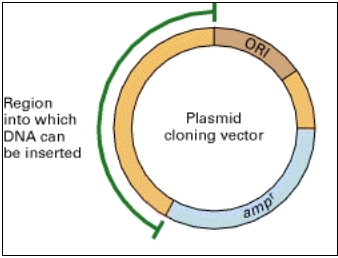 plasmid.jpg