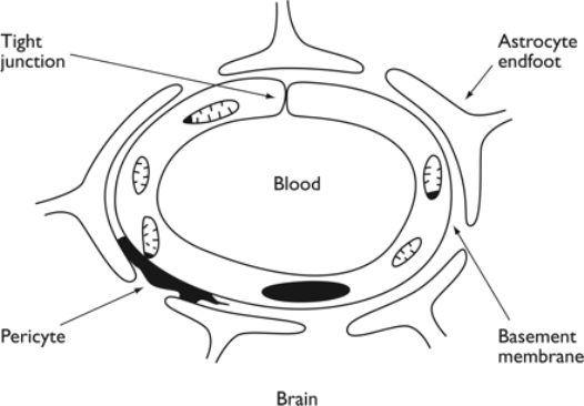 Parts of the BBB and the overall structure of the BBB