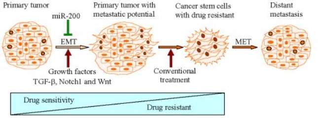 How epithelial-mesenchymal transition can be linked to metastatic cancer