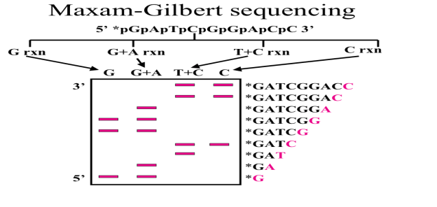 Dna sequencing research paper