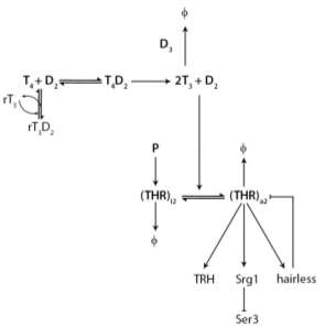 wiring diagram.jpg