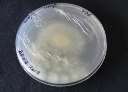 C:\Users\Lenovo\Desktop\ph d -- photos\shalini fungal cultures\DSC06810.JPG