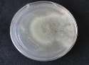 C:\Users\Lenovo\Desktop\ph d -- photos\shalini fungal cultures\DSC06811.JPG