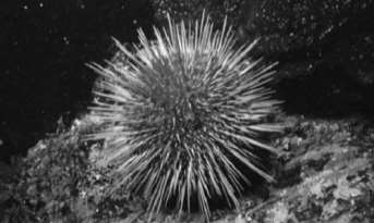 C:UsersyenfeiDocumentsfinaldissertationSea-Urchin-500x383.jpg