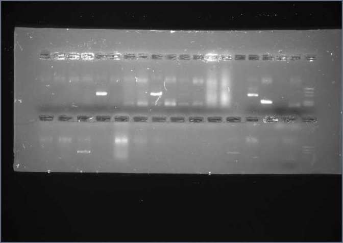 C:\Users\ASUS\Pictures\Lab201 1330pm gel.jpg