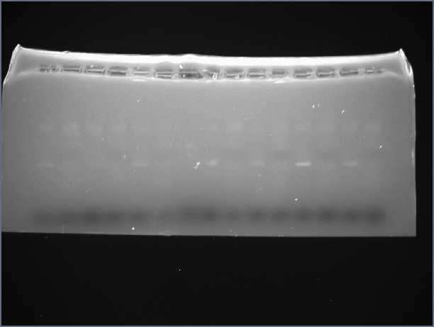 C:\Users\ASUS\Pictures\Lab 202 1030am gel 1 inverted.jpg