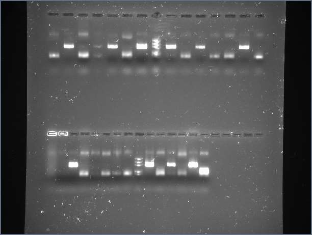 C:\Users\ASUS\Pictures\Lab 202 1030am gel 2 (1).jpg