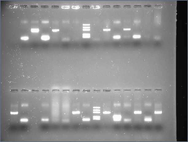 C:\Users\ASUS\Pictures\Lab 202 1330pm gel 1.jpg