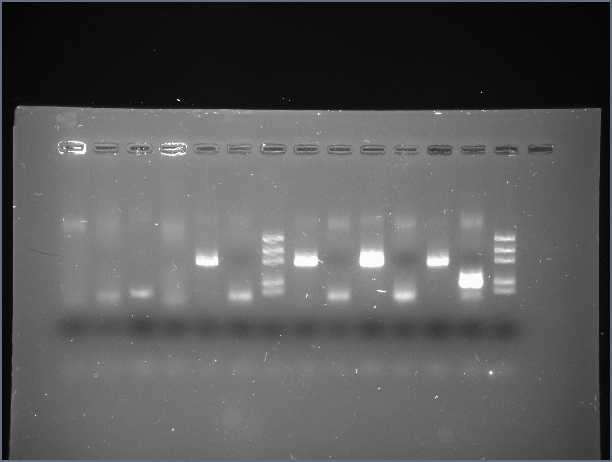 C:\Users\ASUS\Pictures\Lab 202 1330pm gel 2.jpg