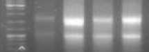 D:\MRYM\RNA 2,3mth dark 2013-03-16 19hr 01min.jpg