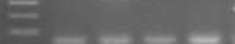 F:\MRYM\New Folder (3)\M13 primer nested clon 7.5.13.jpg