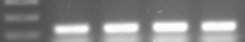 F:\ \akhari\New folder\betaactin.jpg