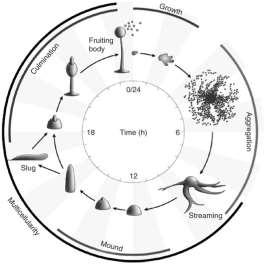 dictyostelium life cycle.jpg