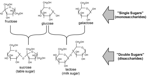 Biology coursework fermentation
