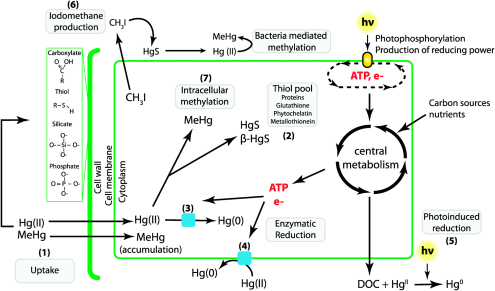 http://pubs.rsc.org/services/images/RSCpubs.ePlatform.Service.FreeContent.ImageService.svc/ImageService/Articleimage/2014/MT/c3mt00312d/c3mt00312d-f1_hi-res.gif