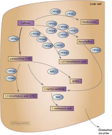 Description: http://udel.edu/~danikoll/pathway.jpg