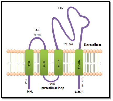 Transmembrane protein structure Transmembrane protein structure picture
