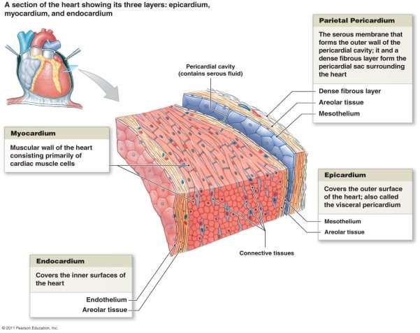 http://www.highlands.edu/academics/divisions/scipe/biology/faculty/harnden/2122/images/heartlayers.jpg