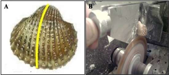 C:\Users\marine\Desktop\image thesis\10.jpg