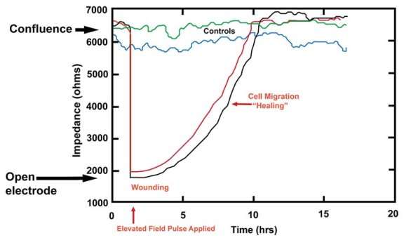 http://www.biophysics.com/images/wounding-new.jpg