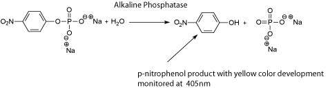 Alkaline Phosphatase Reaction with Substrate pNPP