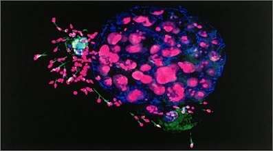 C:\Users\kizita\Documents\5dayembryo2.jpg