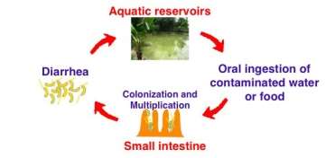 http://research.pomona.edu/jane-liu/files/2012/08/Vibrio-cholerae.jpg