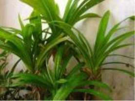 Pandanus amaryllifolius
