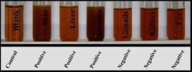 DragenDorff Test.jpg