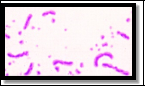 L:\F2.large (1)-Edit-Edit.jpg