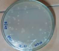 Mother plate 3 36hrs