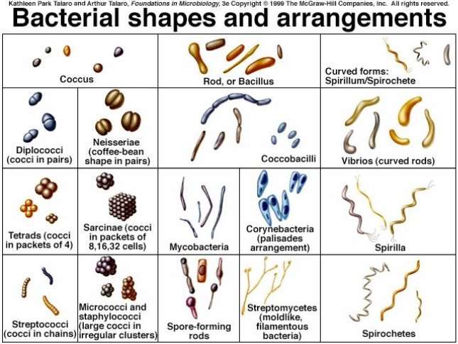 Notes on morphology of bacteria image