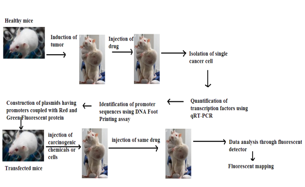 C:\Users\User\Desktop\RDNA FINAL ASSIGNMENT\approach.png