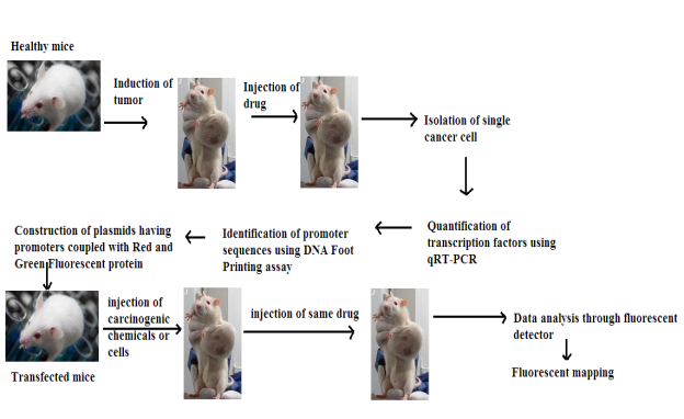 C:UsersUserDesktopRDNA FINAL ASSIGNMENTapproach.png