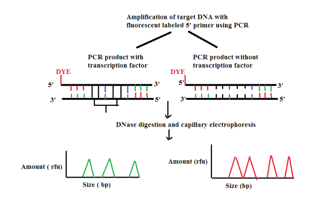 C:\Users\User\Desktop\RDNA FINAL ASSIGNMENT\dna foot printing.png