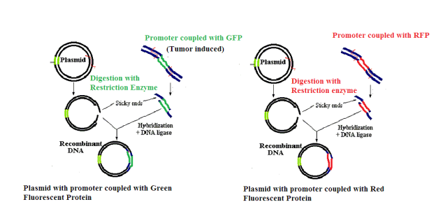 C:UsersUserDesktopRDNA FINAL ASSIGNMENTplasmid construction.png