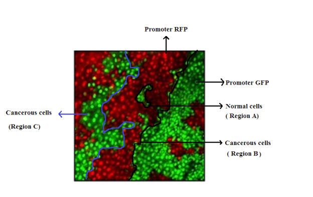 C:\Users\User\Desktop\RDNA FINAL ASSIGNMENT\Flurescent mapping.png