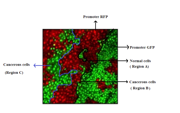 C:UsersUserDesktopRDNA FINAL ASSIGNMENTFlurescent mapping.png