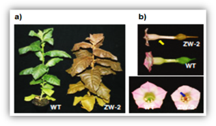 Color changes in the aerial part (a) and flowers (b) of transplastomic tobacco