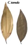 Figure 1: Macroscopic characters of leaves of <i>Cinnamomum malabatrum</i> and <i>Cinnamomum tamala</i>