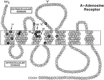 Representation of Adenosine Receptor A1
