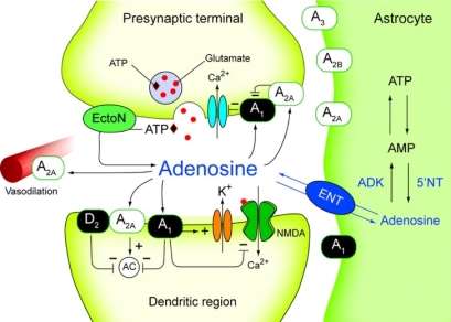 Representation of adenosine acting being released by astrocyte and acting in synapses.