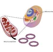Mitochondrial genome figure