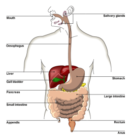Structures which form part of the digestive system including the mouth, salivary glands, oesophagus, stomach, and large and small instestines, and rectum