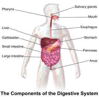 http://upload.wikimedia.org/wikipedia/commons/1/14/Blausen_0316_DigestiveSystem.png