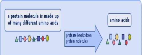 http://www.passmyexams.co.uk/GCSE/biology/images/enzymes_digestion.jpg