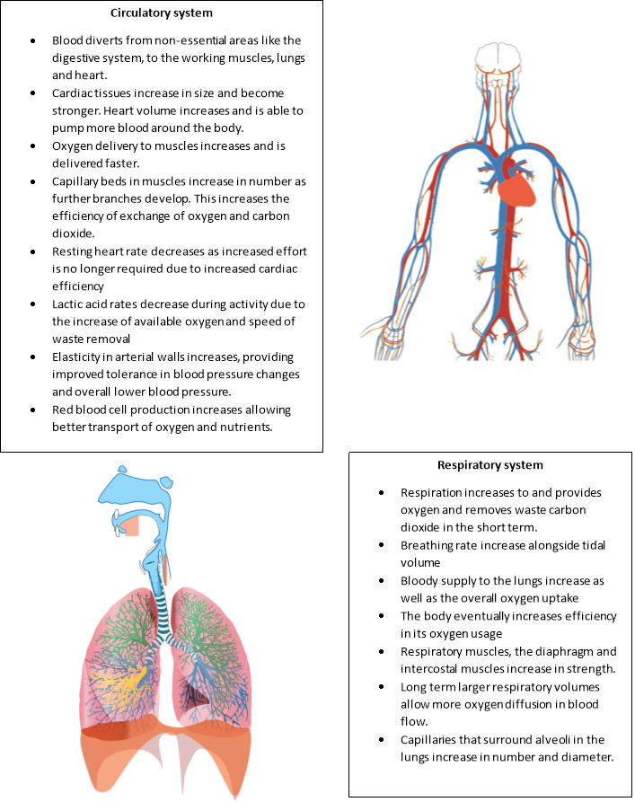 human body essay