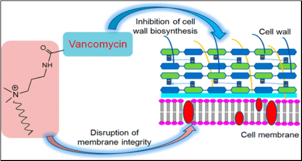 Vancomyocin mode of action
