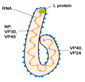 Ebola-Virus.gif
