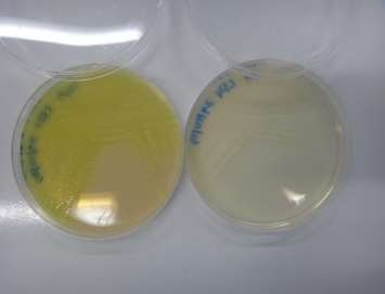 C:\Users\User\Desktop\Research Project\DSC05334.JPG